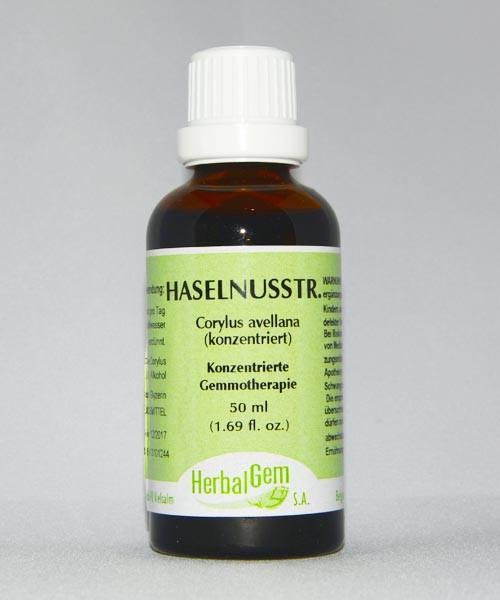 Haselnuss
