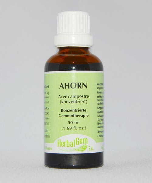 Ahorn