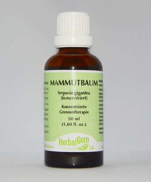 Mammutbaum