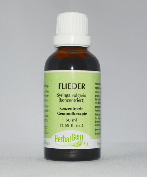 Flieder