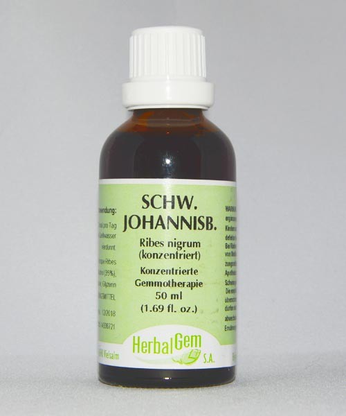 Schwarze Johannisbeere