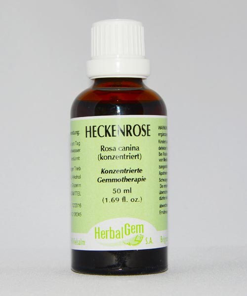 Heckenrose
