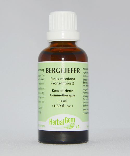 Bergkiefer